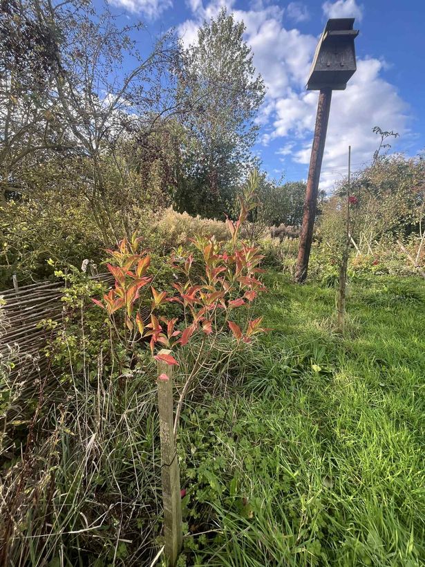 A Spindle tree (with a barn owl box in the background) bought by Emma Farley, of Greener Pocklington, at Garden Tree Weekend 2023 and thriving