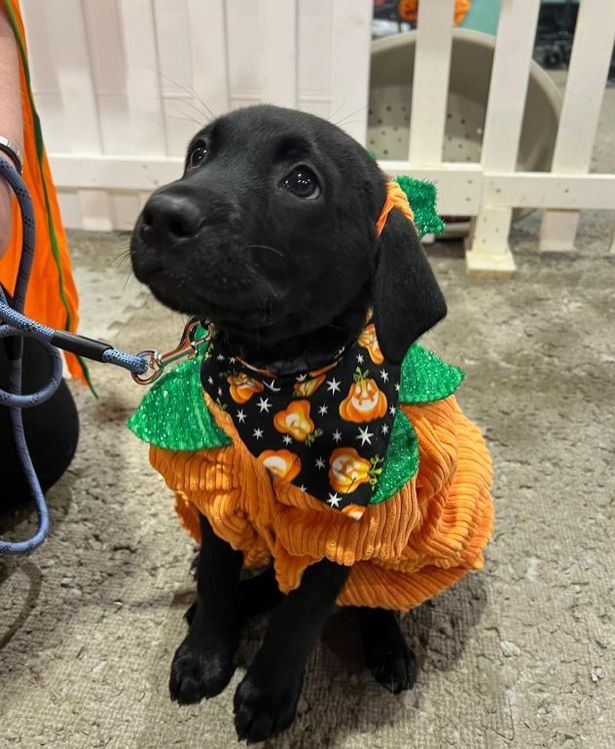 Dog owners are welcome to enter their dogs across 18 classes at the upcoming Halloween Dog Show.