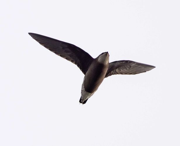 A rare white-throated needletail was spotted at an East Yorkshire nature reserve