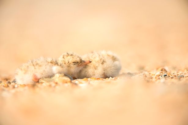 Two newly-hatched little tern chicks