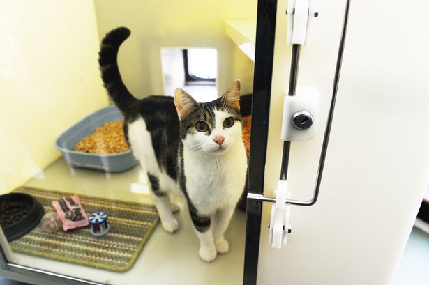 RSPCA Hull branch CEO invites other charities for talks about how to 'work better together for the cats'