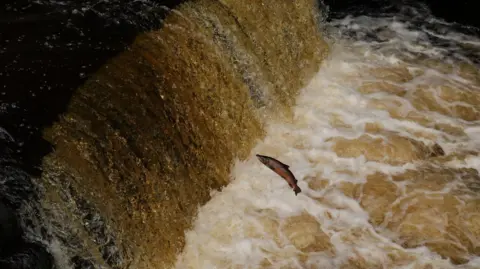Getty Images A fish leaps out of the water near a powerful waterfall. The waterfall is flowing with great force, and the water appears golden-brown. The fish is suspended in mid-air, seemingly in an effort to swim upstream.