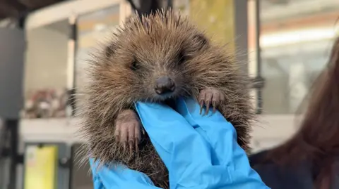 The picture shows a hedgehog being held up in front of the camera. You can see its eyes, nose and paws. It's being supported by someone's hand, covered by a bright blue glove.