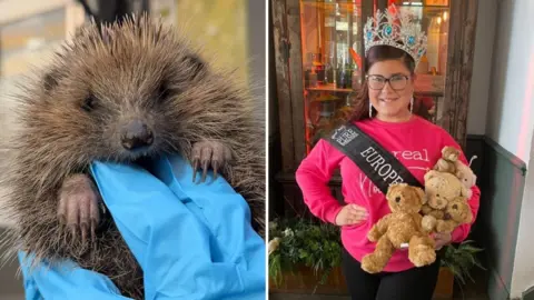 BBC/Tracie Steeley A split image showing two scenes. On the left, a close-up of a hedgehog being gently held by a person wearing bright blue protective gloves. On the right, a girl wearing a bright pink sweatshirt with white text, a large decorative crown, and a sash that reads “EUROPE” is holding three teddy bears of different sizes.