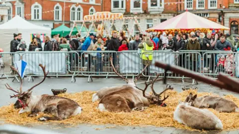 East Riding of Yorkshire Council Reindeer lying on straw in a metal fenced enclosure surrounded by the crowds at a previous Beverley Festival of Christmas 