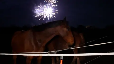 Crispin Rolfe / BBC Two horses stand by a fence in a field while overhead in a dark sky fireworks explode