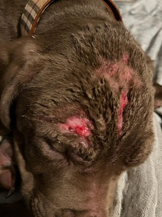 Owen Batty admitted causing unnecessary suffering to puppies after letting them suffer with injuries for days