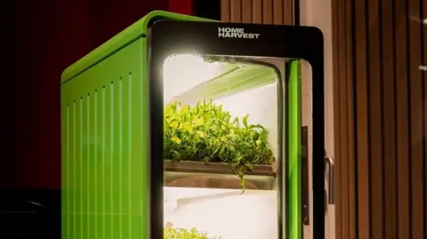 Home Harvest A green home growing device. It looks like a mini-fridge with salad leaves on a shelf inside.