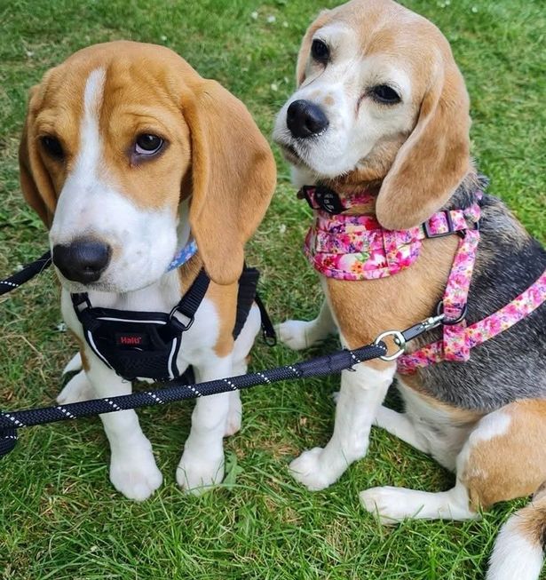 Bonnie (left) and Penny are two beagles