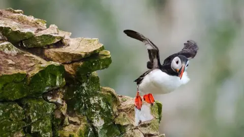 _shotbymiles A puffin with wings spread is pitched forward off a rocky outcrop - it looks as though it is about to take flight.