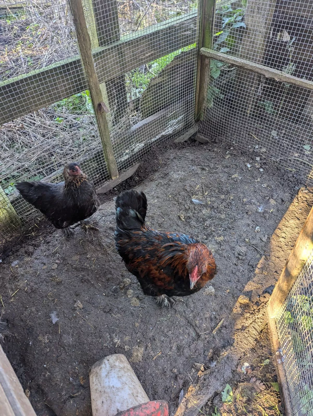 'Dubbing' is cutting off the comb, wattles, or earlobes of a cockerel