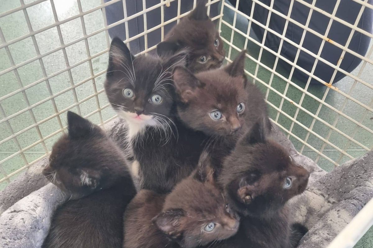 Six vulnerable kittens were abandoned in Hull on Christmas Day