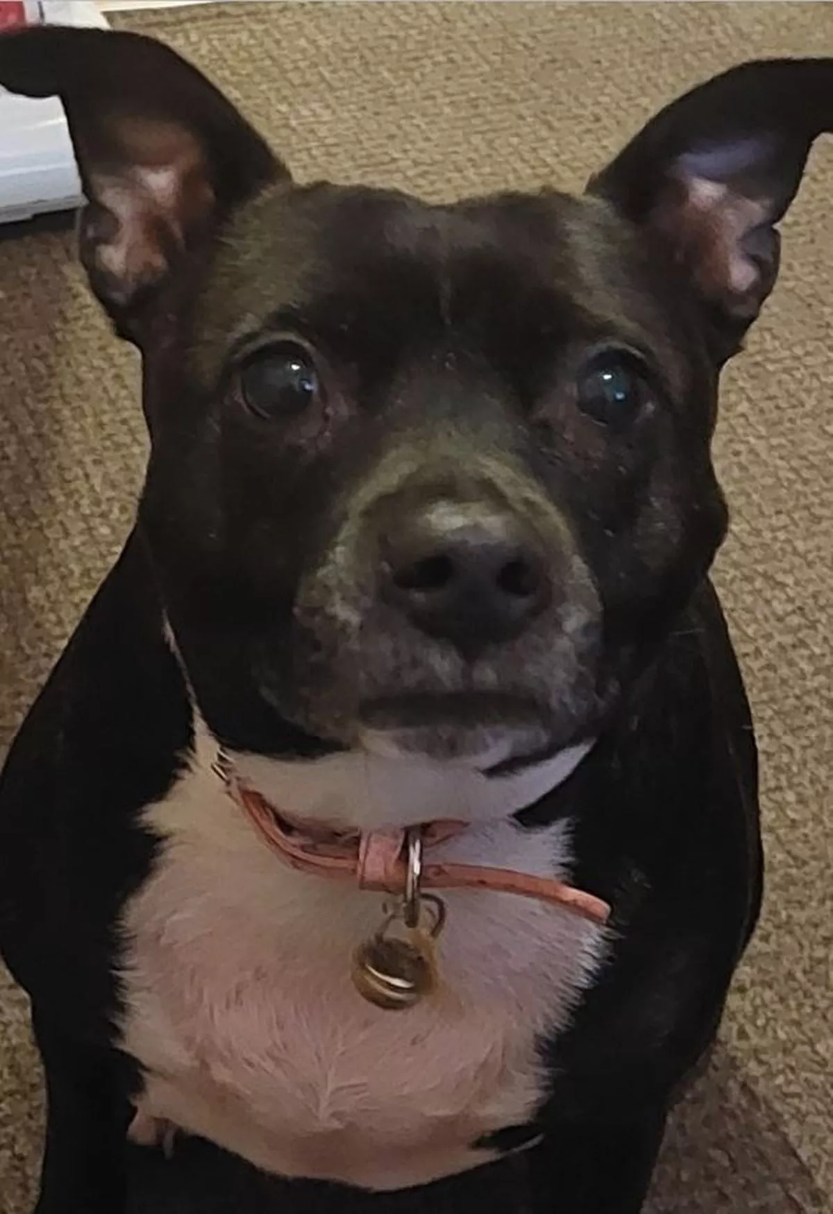 Carr House Rescue Centre originally took Maggie-moo in, after she was abandoned outside.