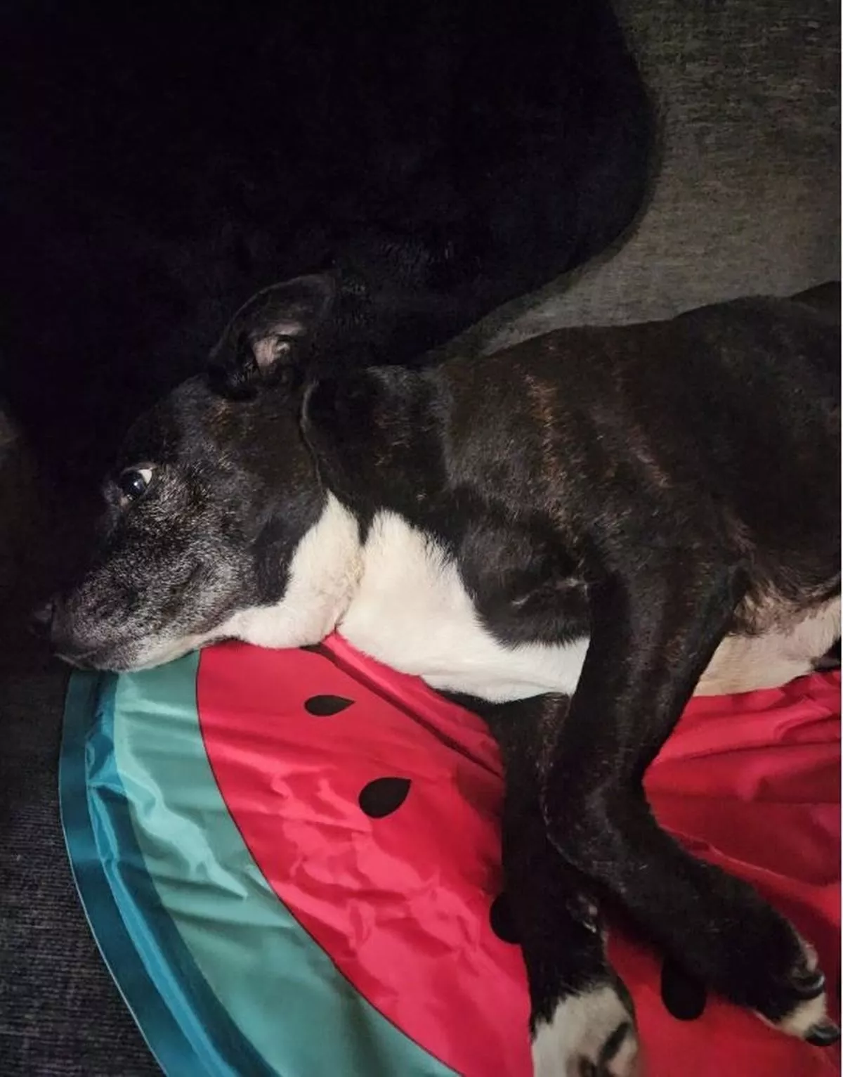 Maggie-moo was dumped outside Carr House Rescue Centre in Hull, in 2019.