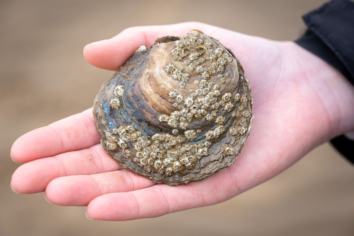 Native flat oyster at Spurn 