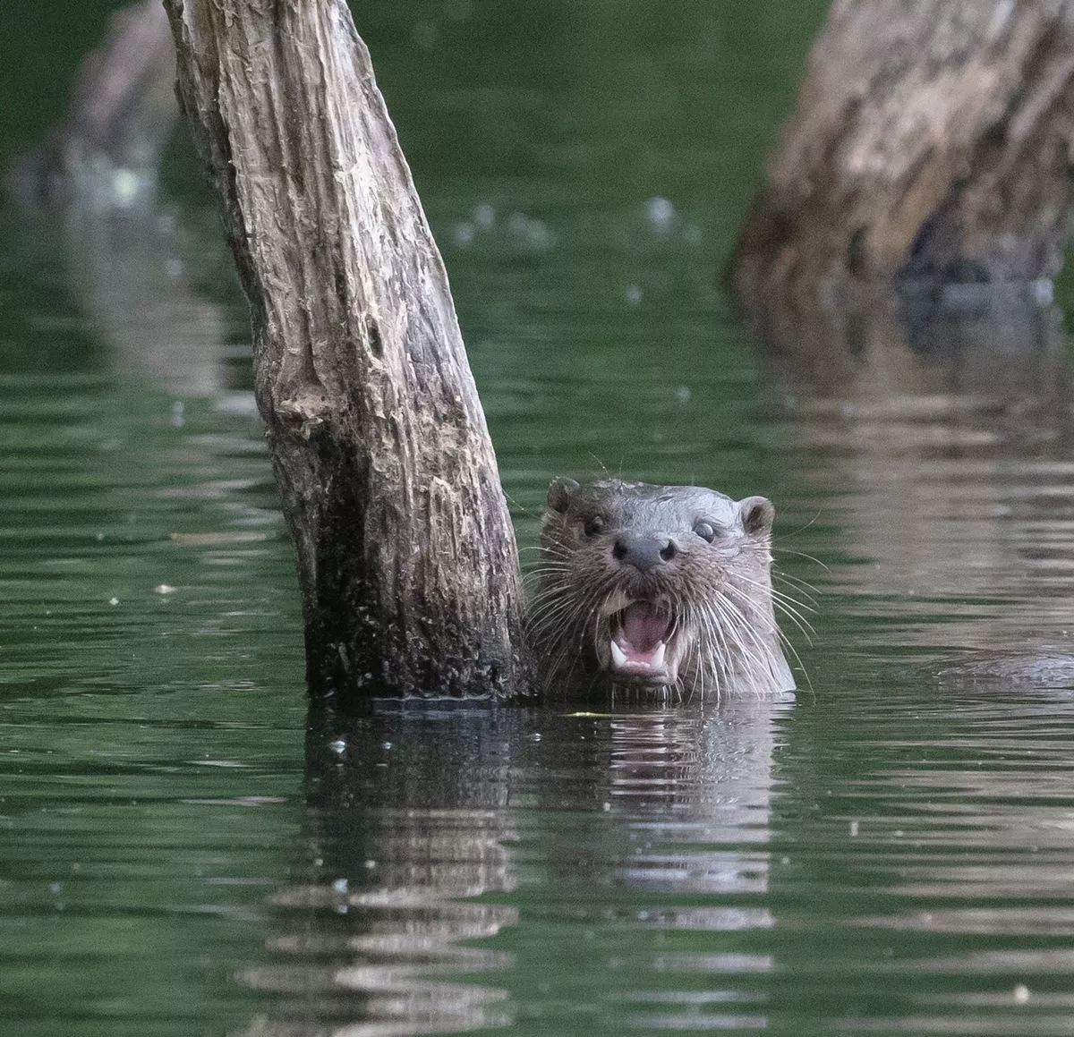 Otter at North Cave Wetlands