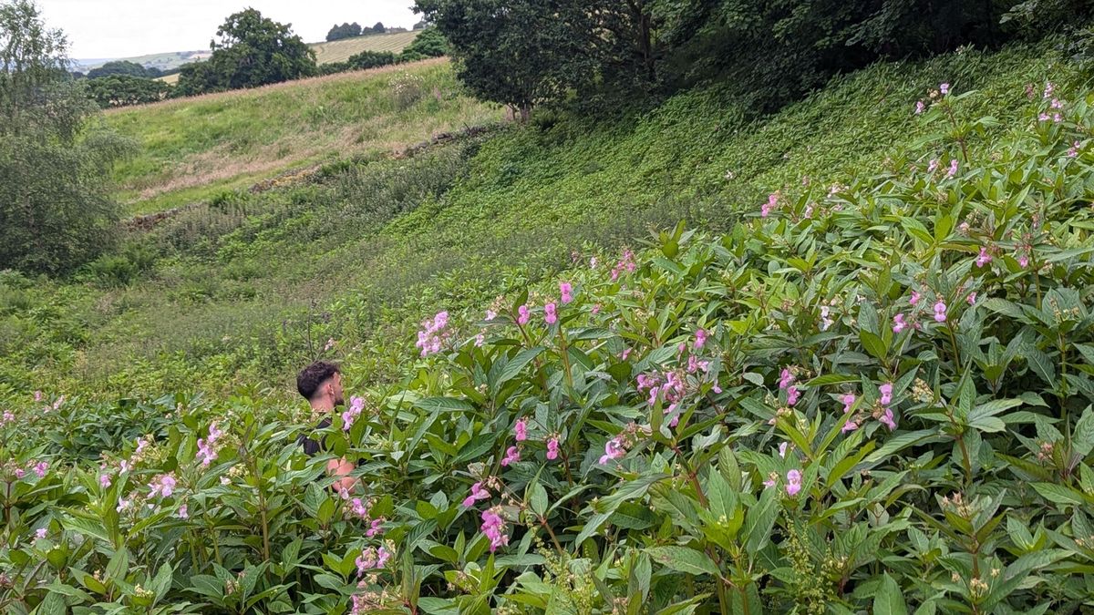 One of the UK’s most invasive weed species, Himayalan balsam, in Yorkshire