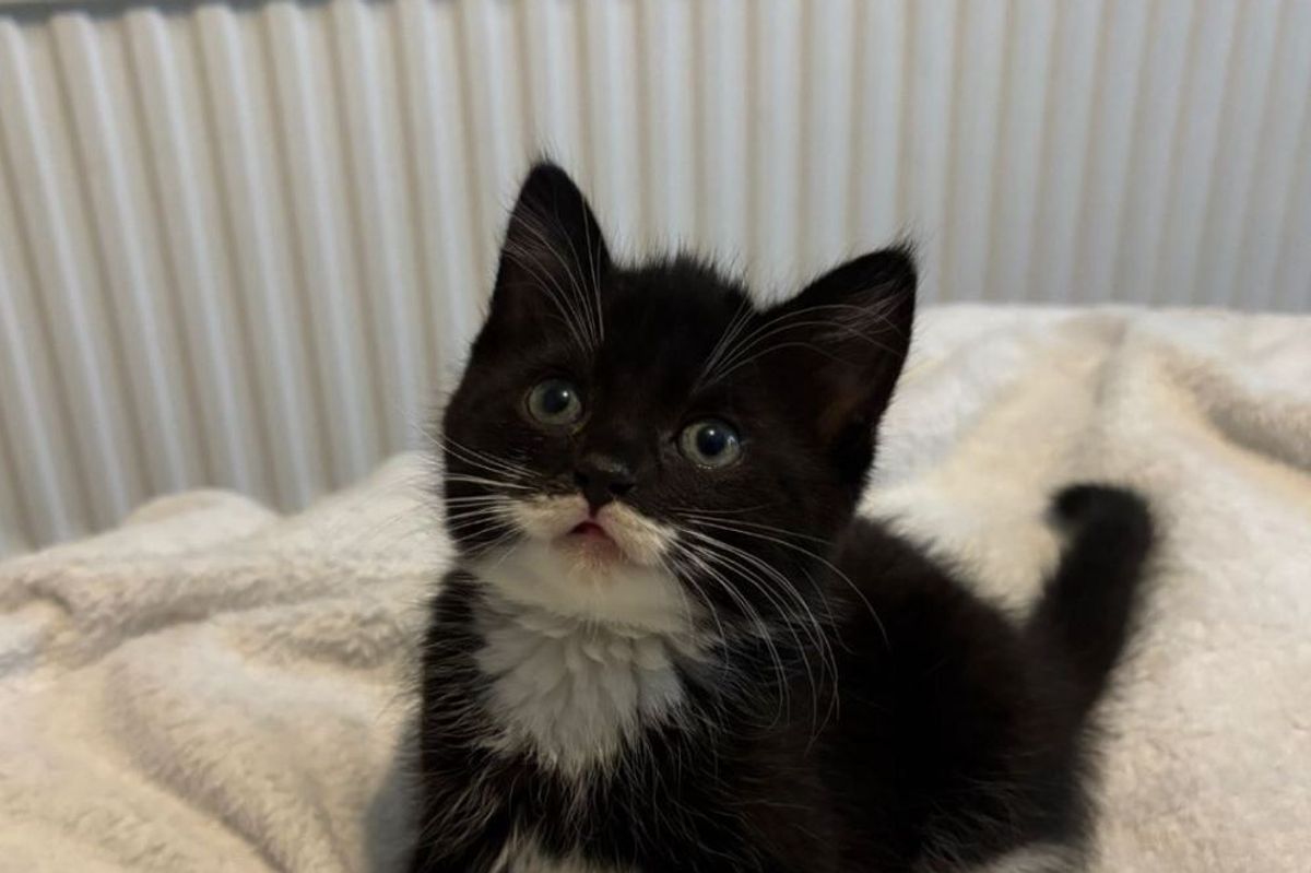 Nutcracker was one of six kittens found on Christmas Day in Hull.