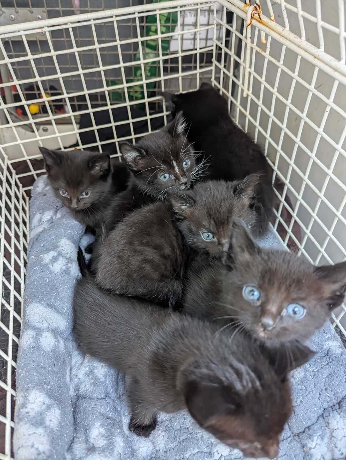 The kittens are named Nutcracker, Tinsel, Brussels, Parsnip, Gravy, and Pudding