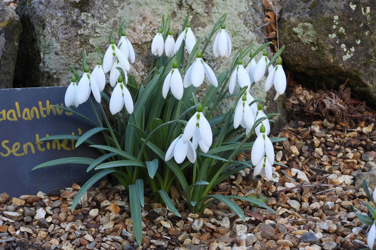 Cluster of snowdrops at Burnby Hall Gardens, Pocklington