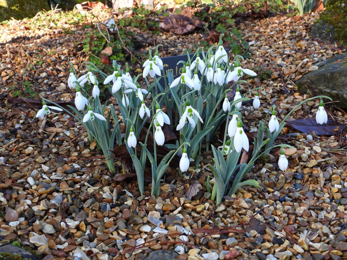 The varieties of snowdrop planted at Burnby Hall Gardens are subtly different