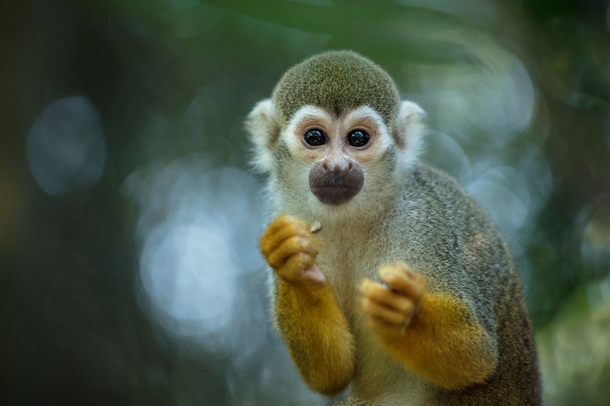 The Common Squirrel Monkey