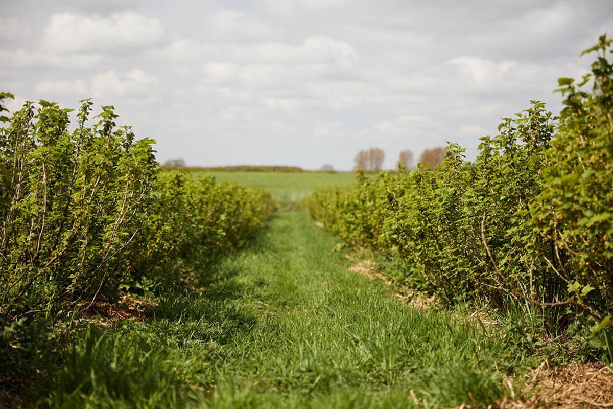 Carr House Farm is situated near Driffield.
