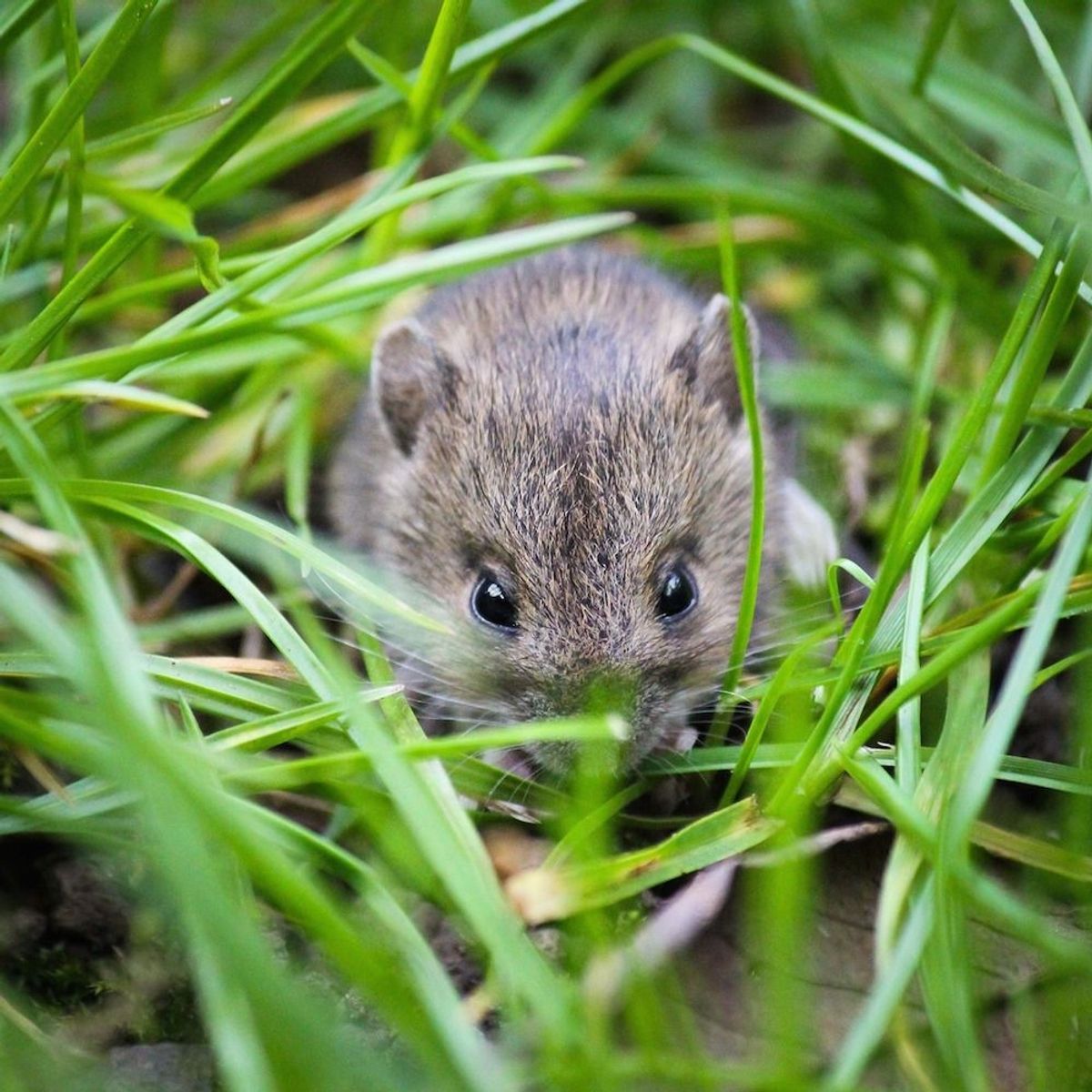 The walks will be led by experts from Yorkshire Wildlife Trust.