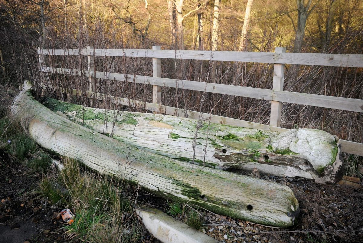 FILE PHOTO - The old bones of a 113-ton Fin Whale which were once used for the Whitby arch but were found by a roadside in 2013. // An iconic whalebone arch which has overlooked an historic British fishing port for more than a century is at the centre of a row over what should replace it. The 12ft high bones at the former whaling port of Whitby, North Yorkshire, are rapidly decaying and are in urgent need of replacement. Local council chiefs are investigating whether to replace them with bones from a live whale caught by native Inuits in Alaska, or with those from a dead whale. They are also considering trying to source replica bones.