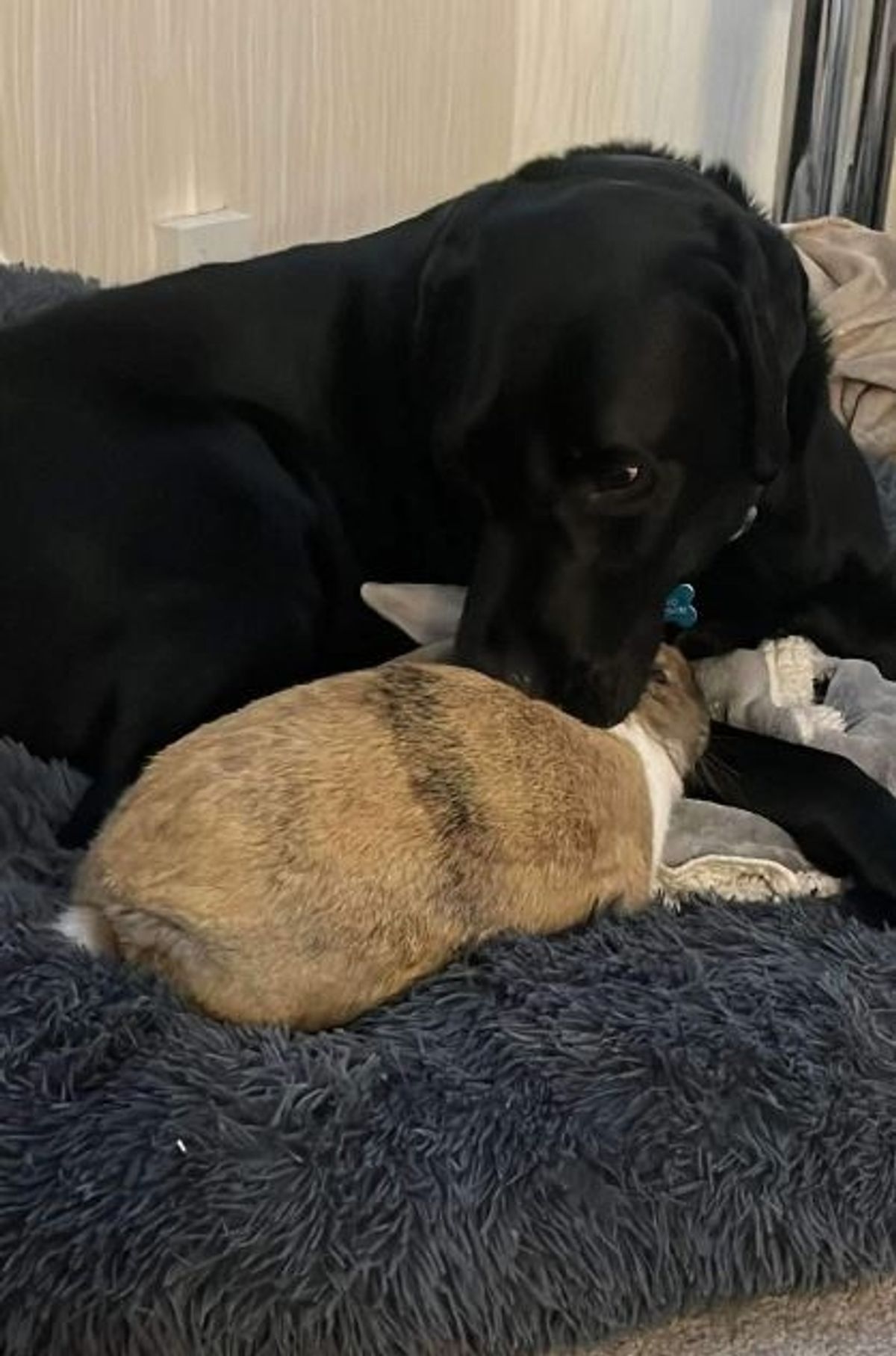 Amy and Daniel Baker's rabbit Toffee and black Labrador Milo had a strong bond