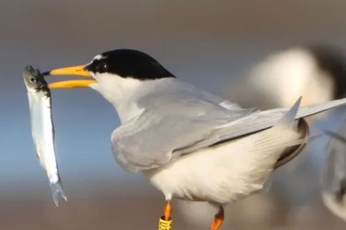 Appeal to protect Little Tern colony in East Yorkshire has been made