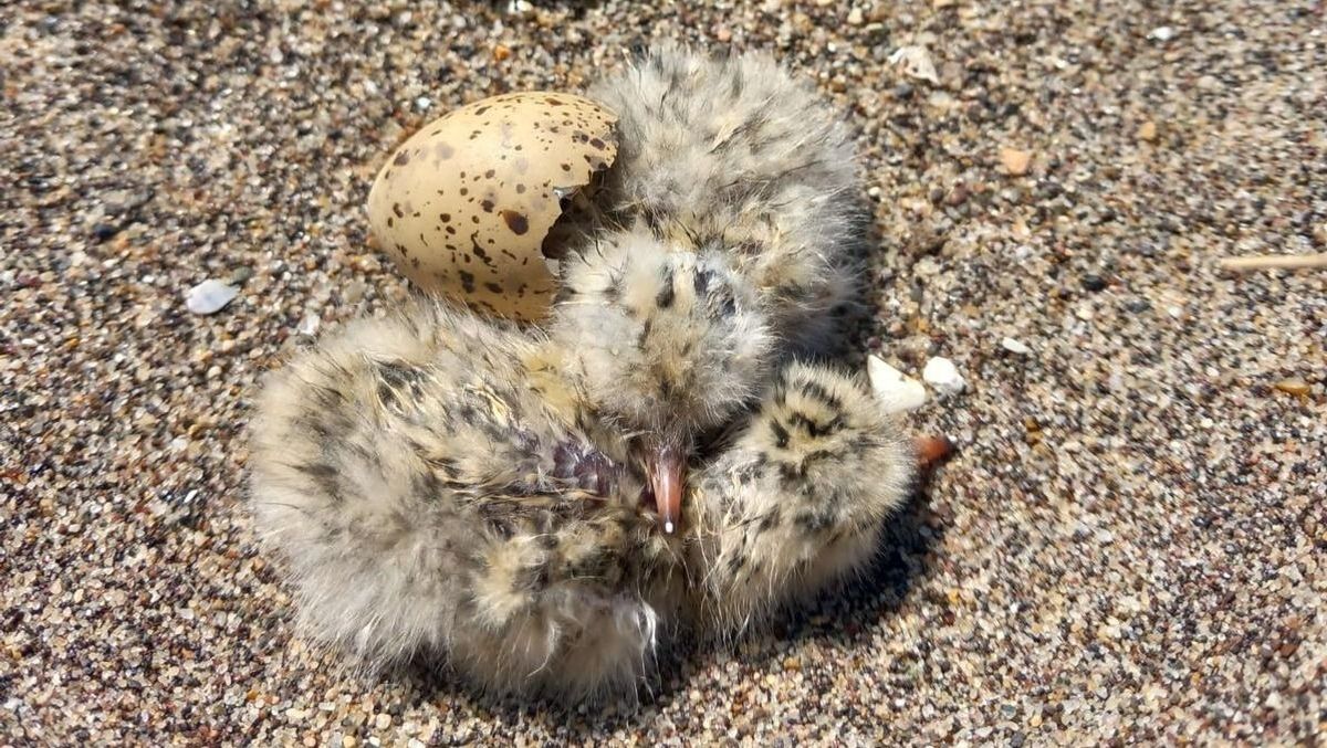 The 2025 breeding season at Beacon Ponds was the best ever with 105 pairs of Little Terns fledging 107 chicks