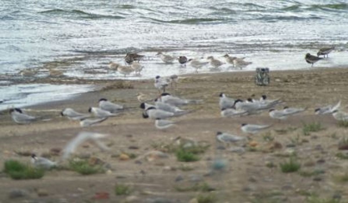 Spurn Bird Observatory has made a one-off appeal to fund professional wardening for the coming breeding season and protect the Little Terns of Beacon Ponds