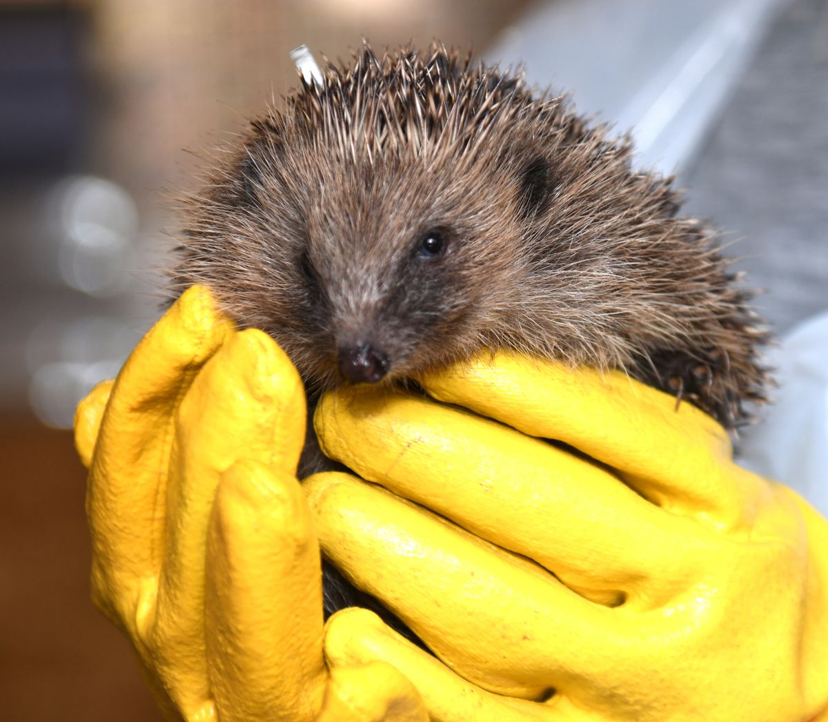 Hedgehogs are endangered, but this one is in the right hands