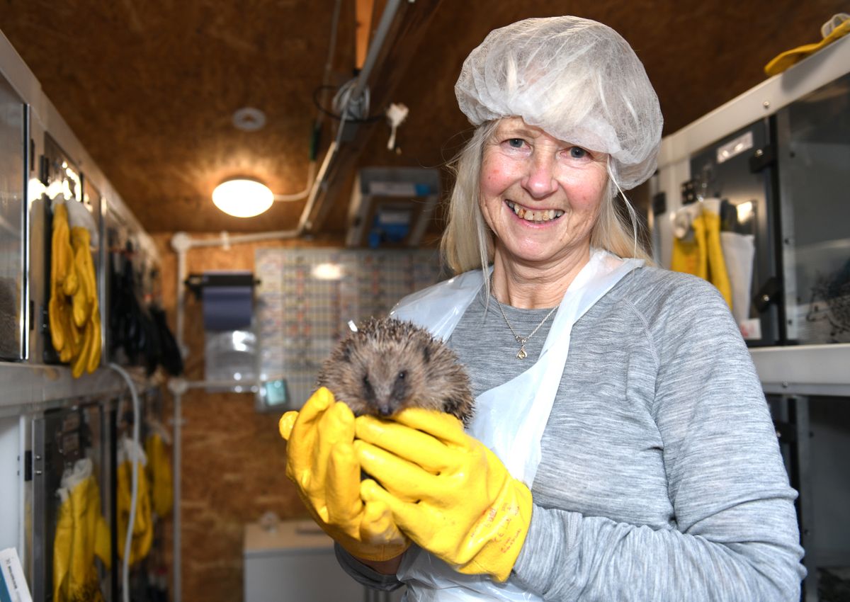 Volunteer Mary King, with Mary the Hedgehog, at Lucky Hedgehog Rescue CIC