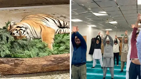 Lincolnshire Wildlife Park/BBC A tiger resting against a fir tree (left) and on the right is a pilates class taking place in a mosque