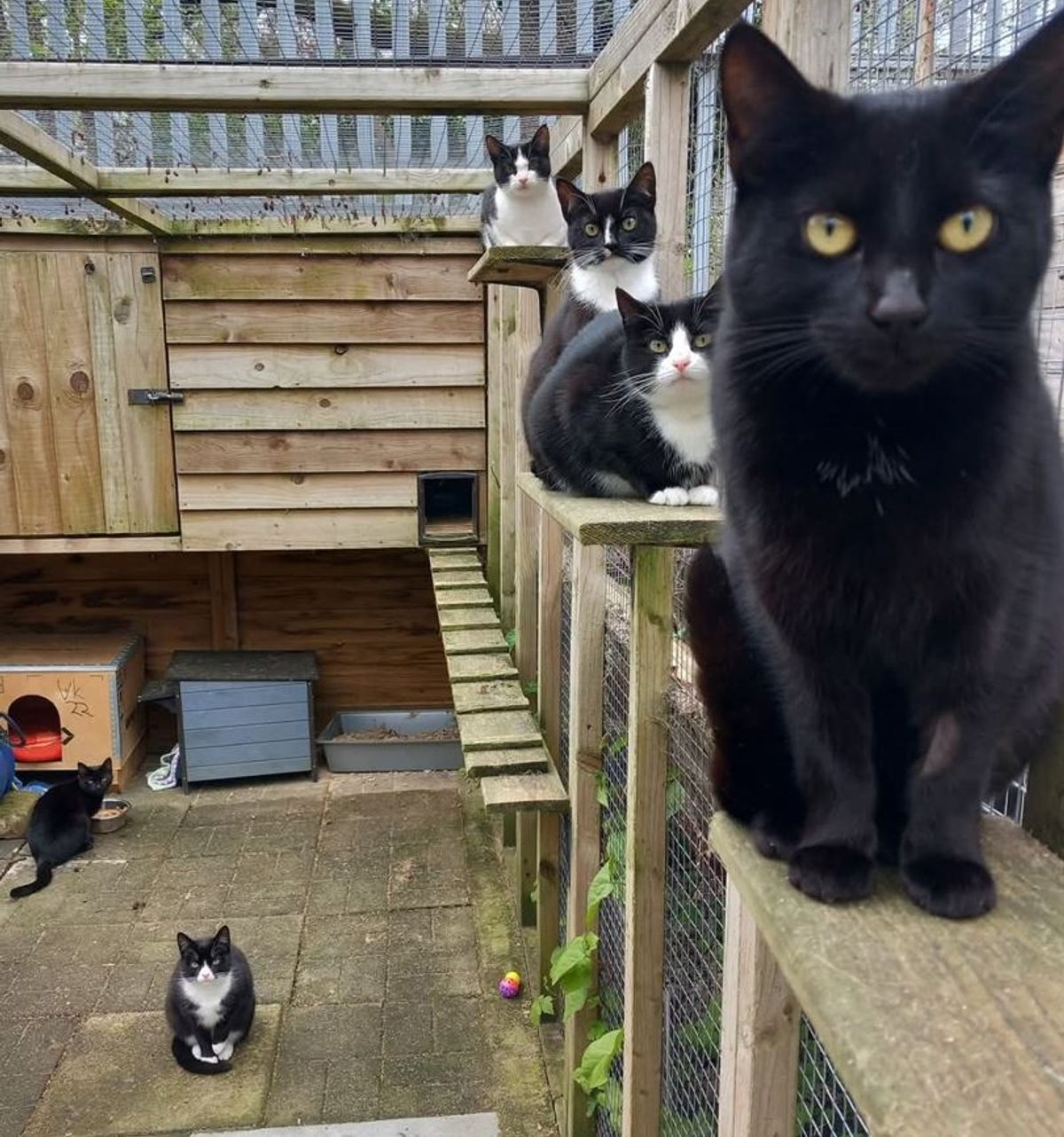 Smile for the camera: the group Amy has dubbed the Feral Dingles