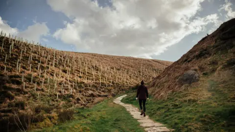 White Rose Forest Tree saplings planted in a valley with a path coursing through. A person walks the path