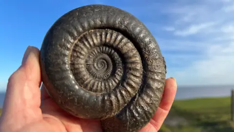 A hand holds a dark, spiral-shaped ammonite fossil featuring a ridged, coiled shell. The fossil is being held against a blue, sunny sky with the sea and a grassed area visible in the background.