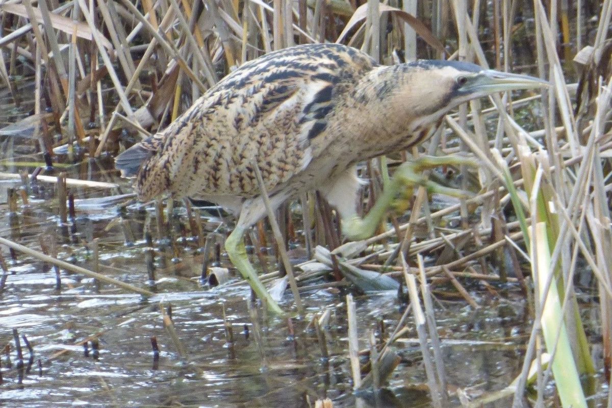 Elusive bittern shows itself at North Cave Wetlands