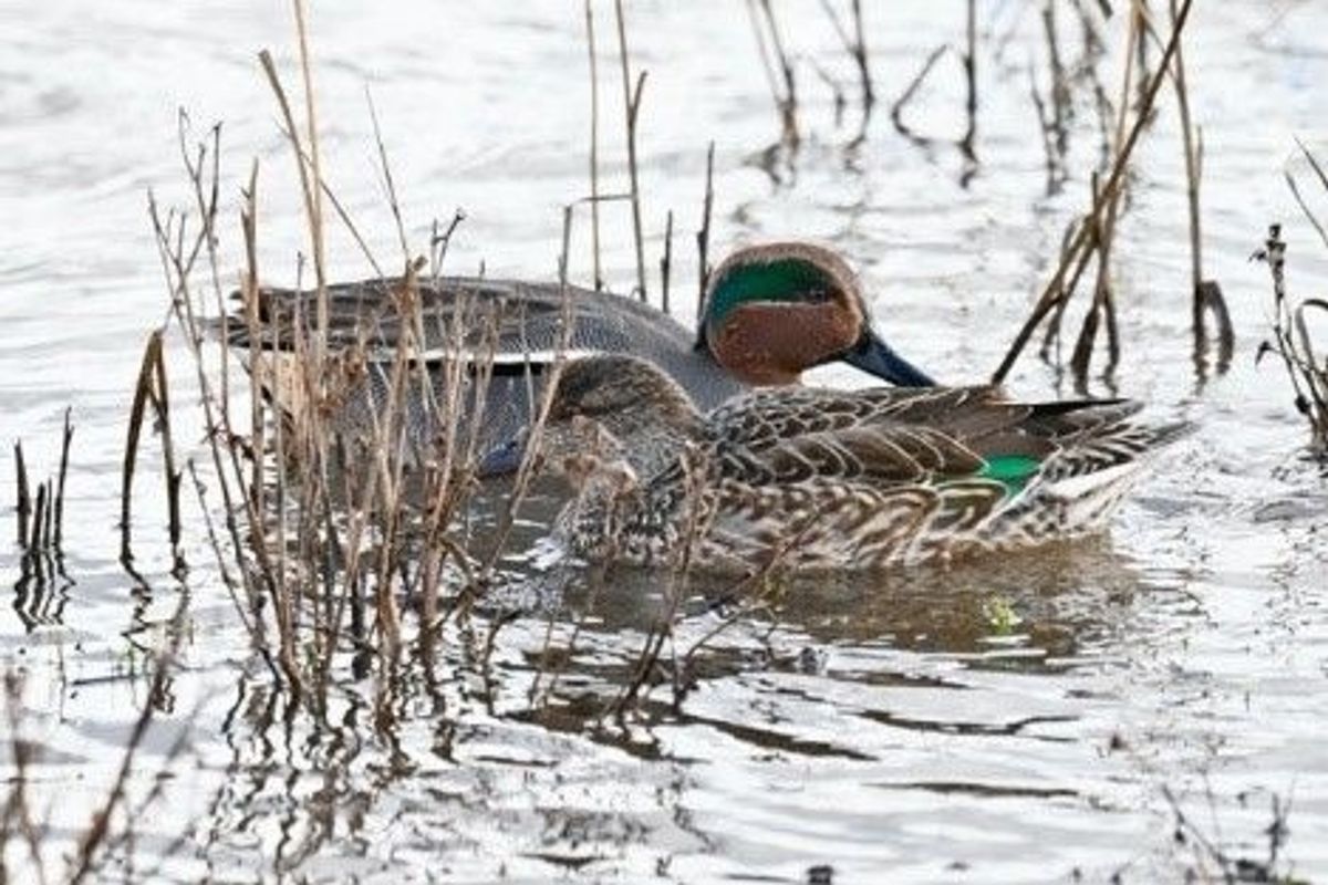 Hull and district RSPB bird watchers might spot such as teal on their outings