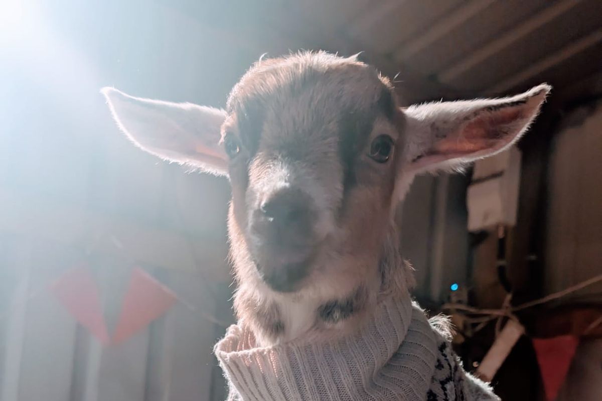 I spent a Sunday morning cuddling goats and it was just as much fun as you'd imagine