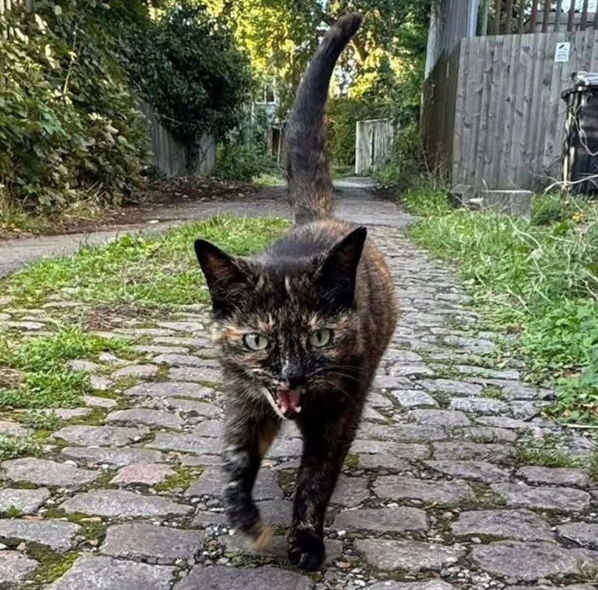 Meowie the Tortoiseshell cat