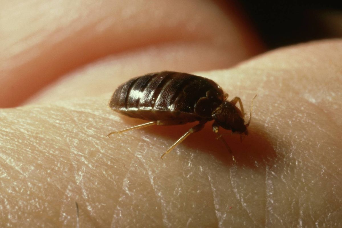 bed bugs