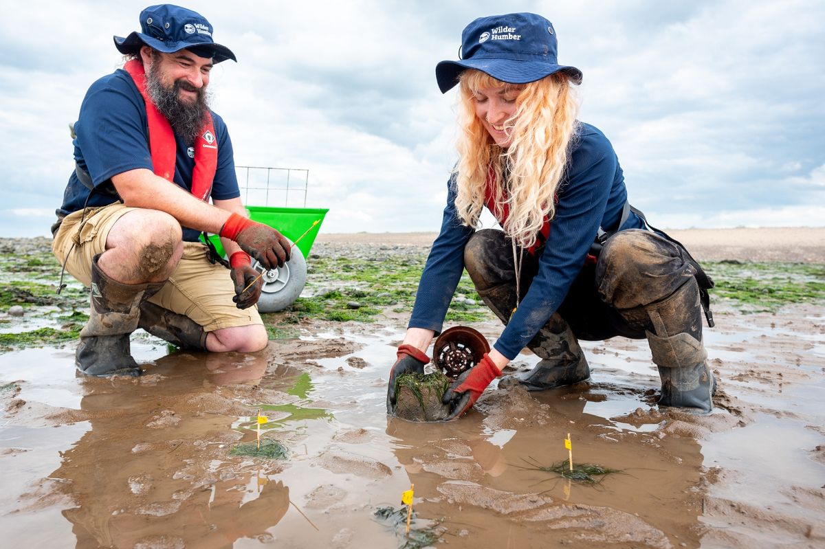 Seagrass core transplanting at Spurn Point