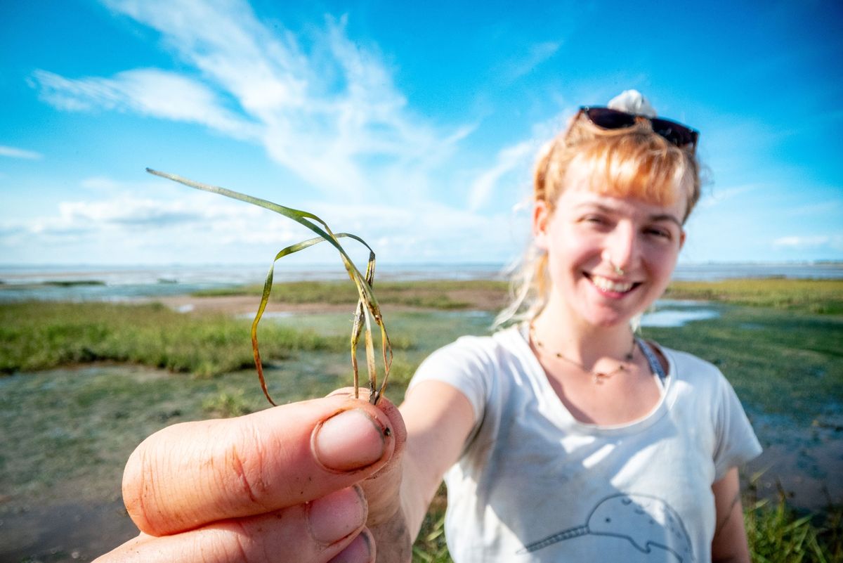 Wilder Humber seagrass