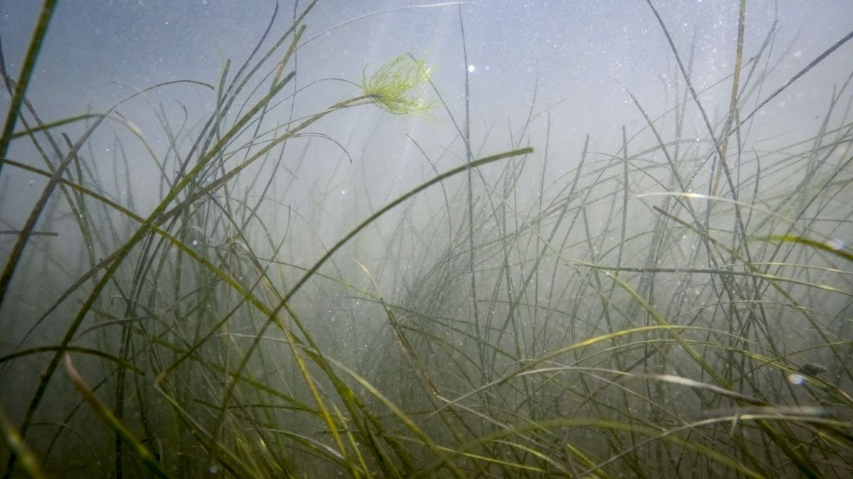 Underwater seagrass flowers (Zostera Noltii) at Spurn Point