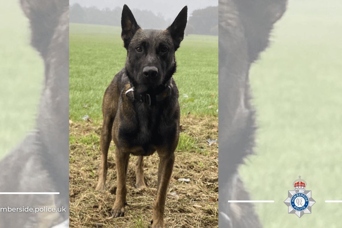 PD Riggs from the Humberside Police specialist dog unit