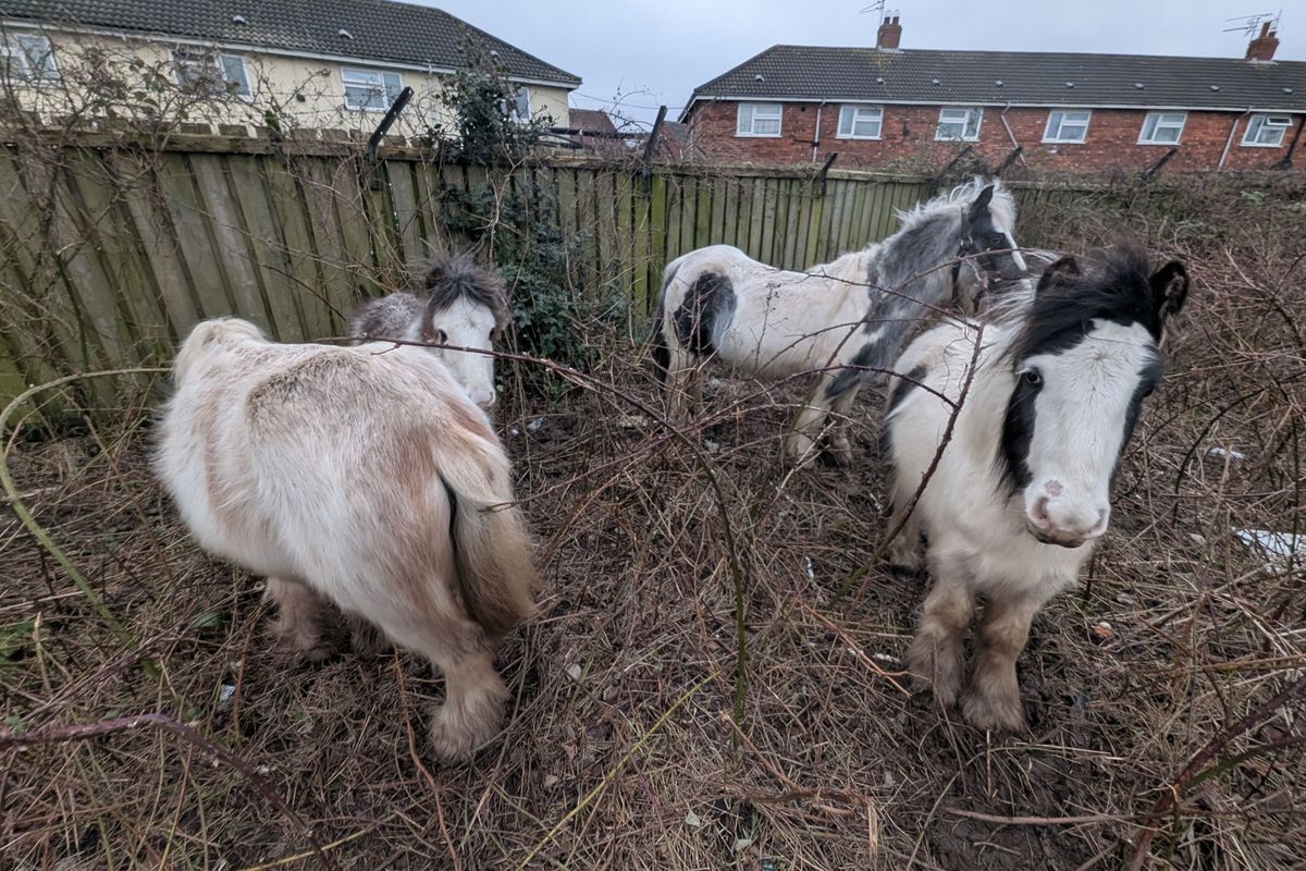 The four ponies, two mares and two foals, found in a hazardous Hull field