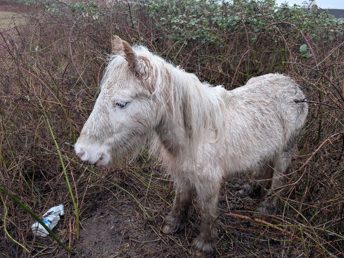 One of the foals had become trapped in brambles before being rescued
